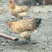 散养杂粮土鸡