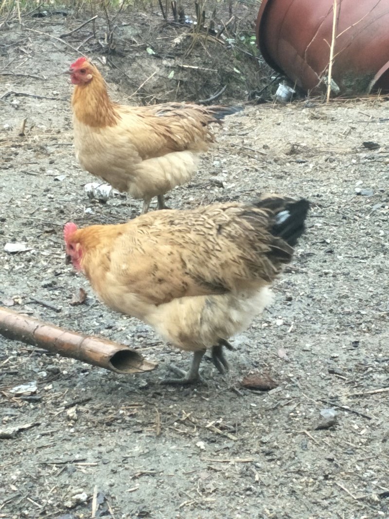 散养杂粮土鸡
