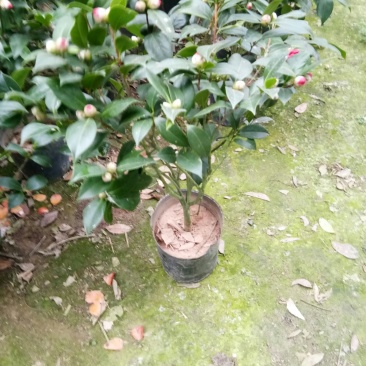 茶花