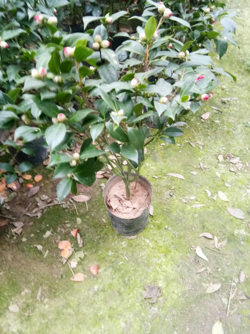 茶花