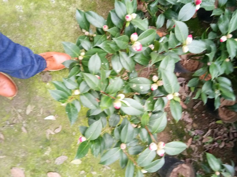 茶花