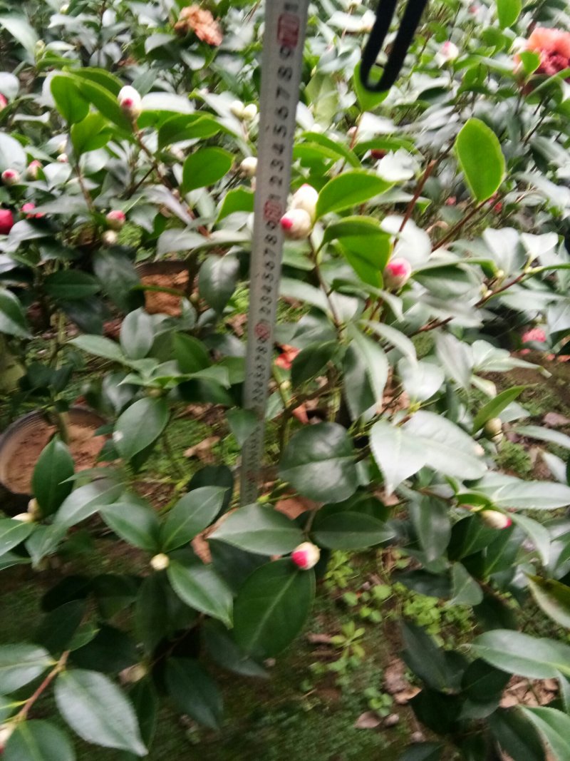茶花