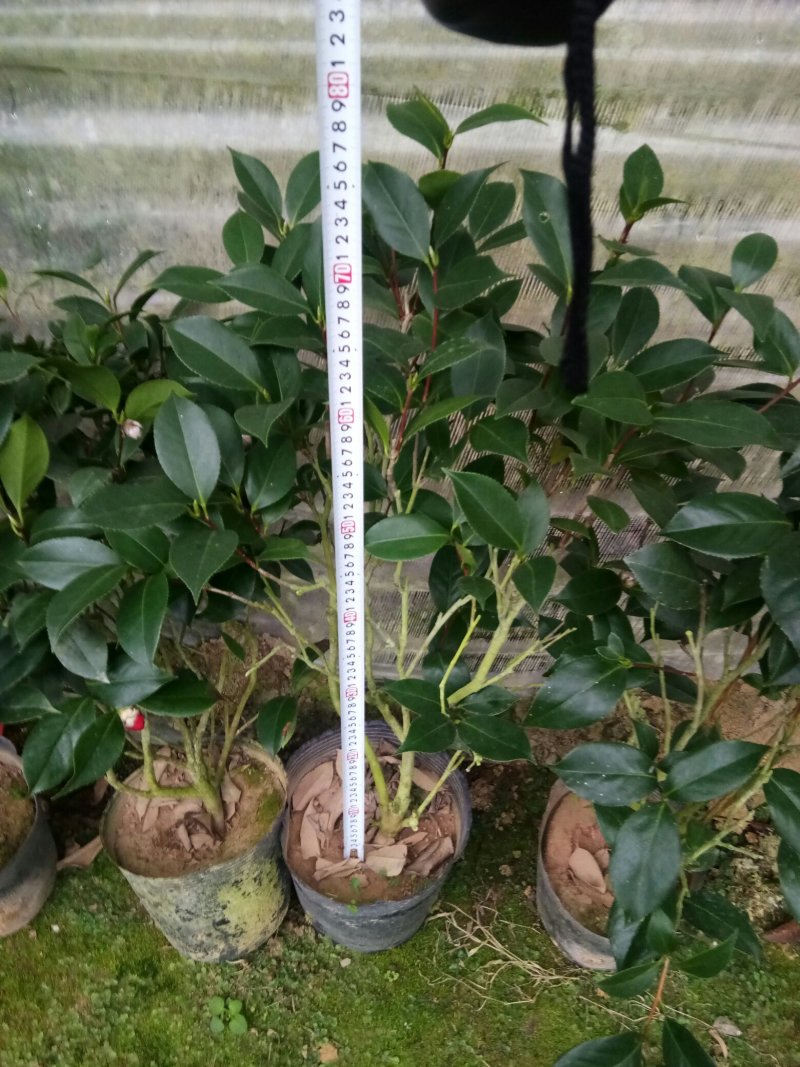 茶花