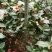 茶花