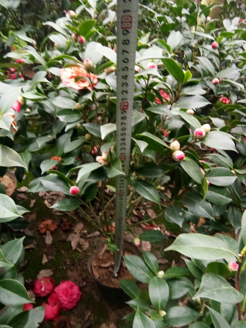 茶花
