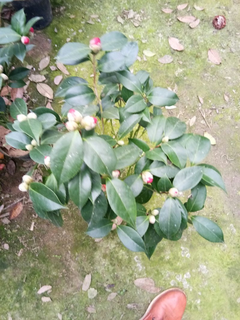 茶花