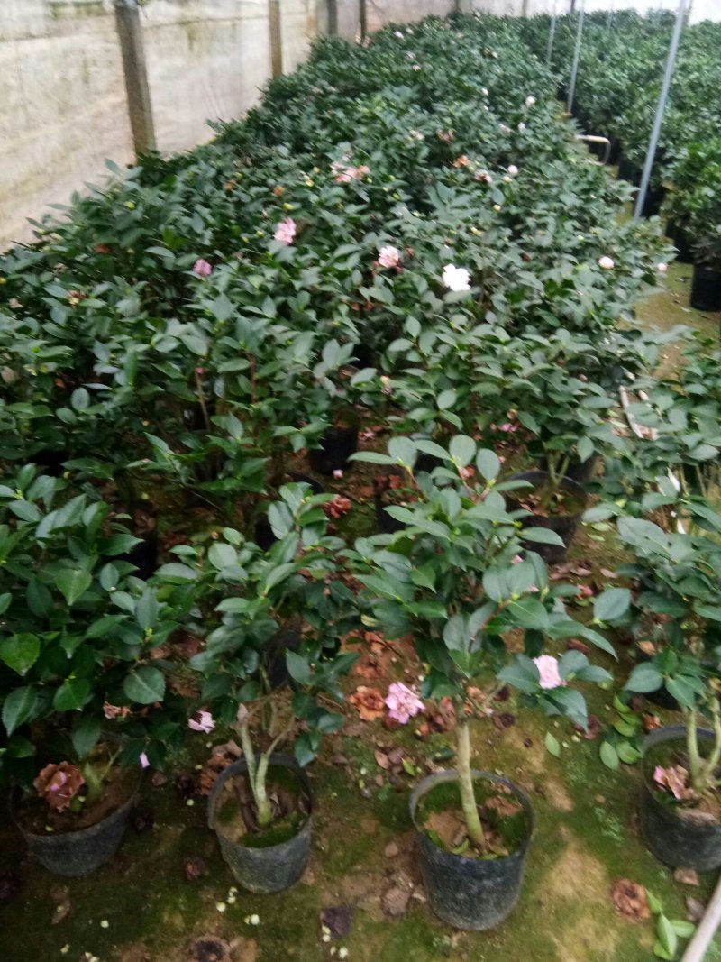 茶花