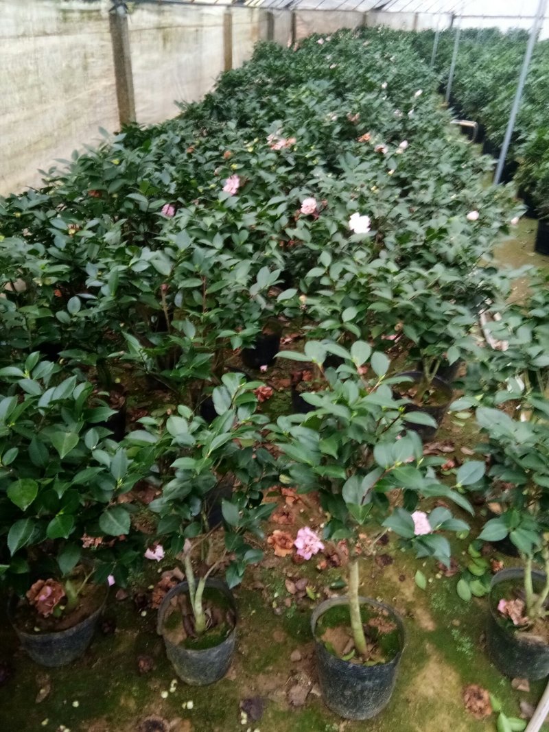 茶花