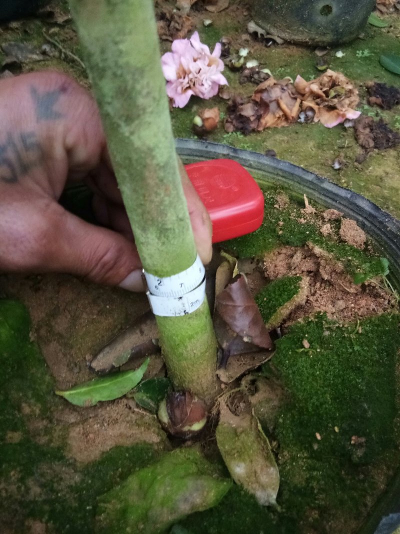 茶花
