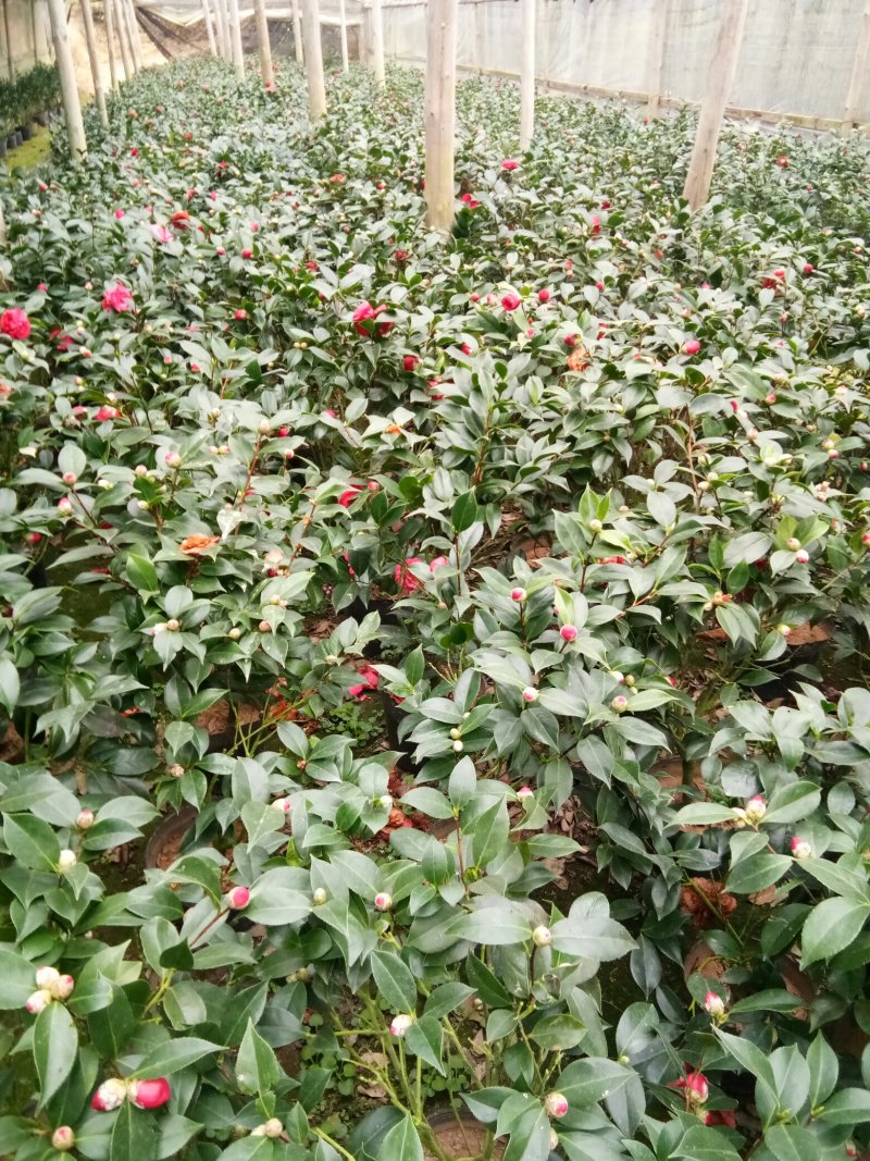 茶花