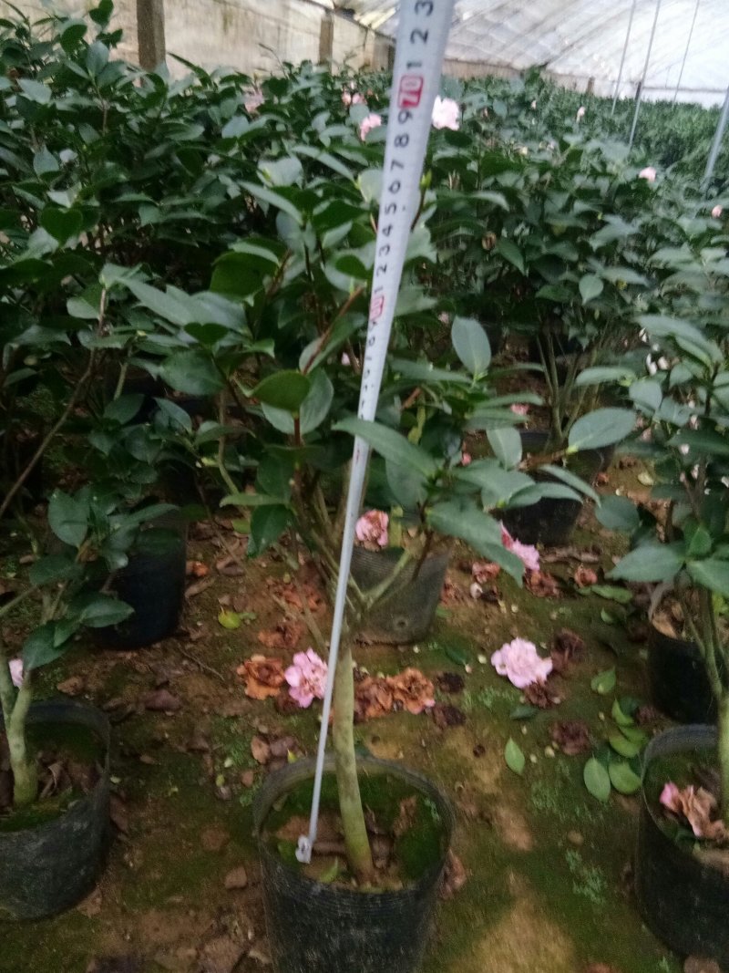 茶花