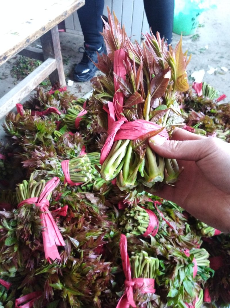 香椿芽15cm专业代发，快递，空运直达