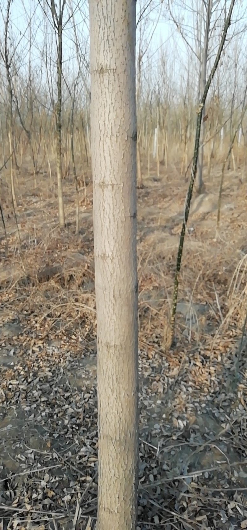 速生白蜡