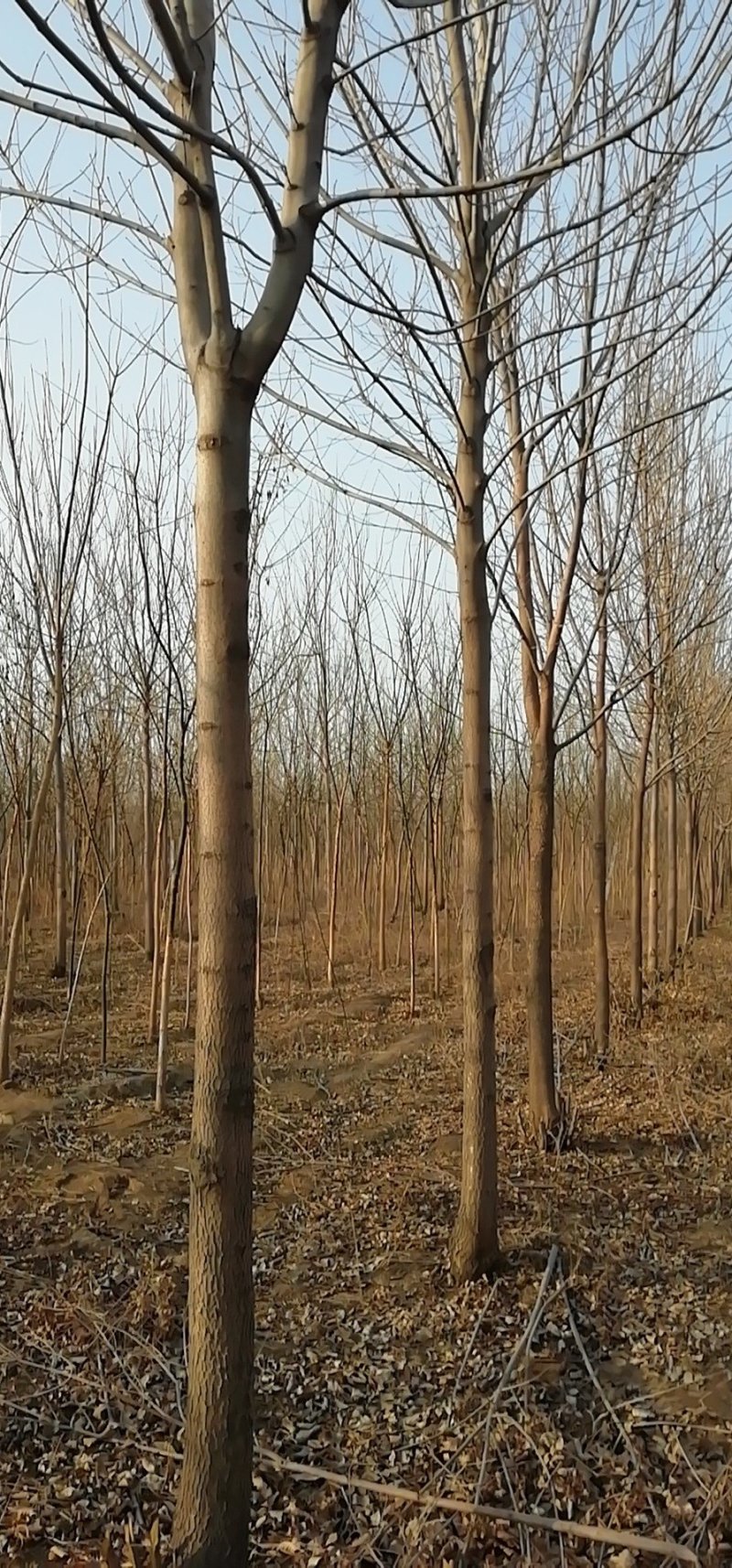 速生白蜡