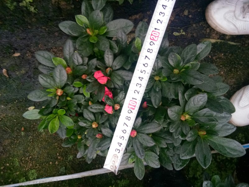 杨梅红杜鹃