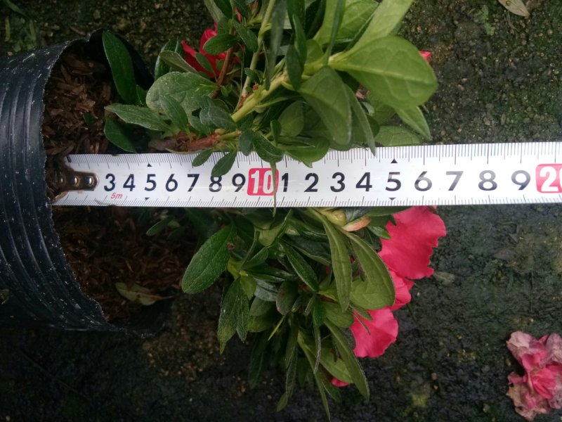 杨梅红杜鹃
