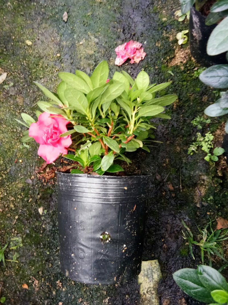 杨梅红杜鹃