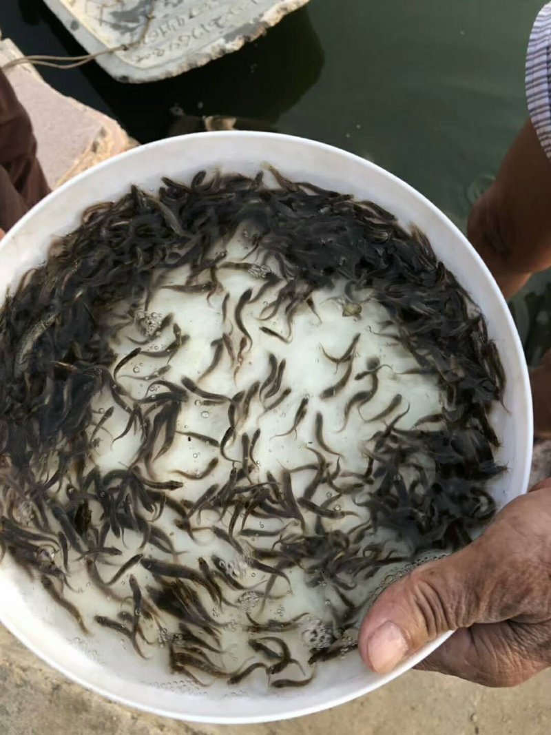泥鳅苗台湾泥鳅苗场泥鳅水花60天可出商品泥鳅