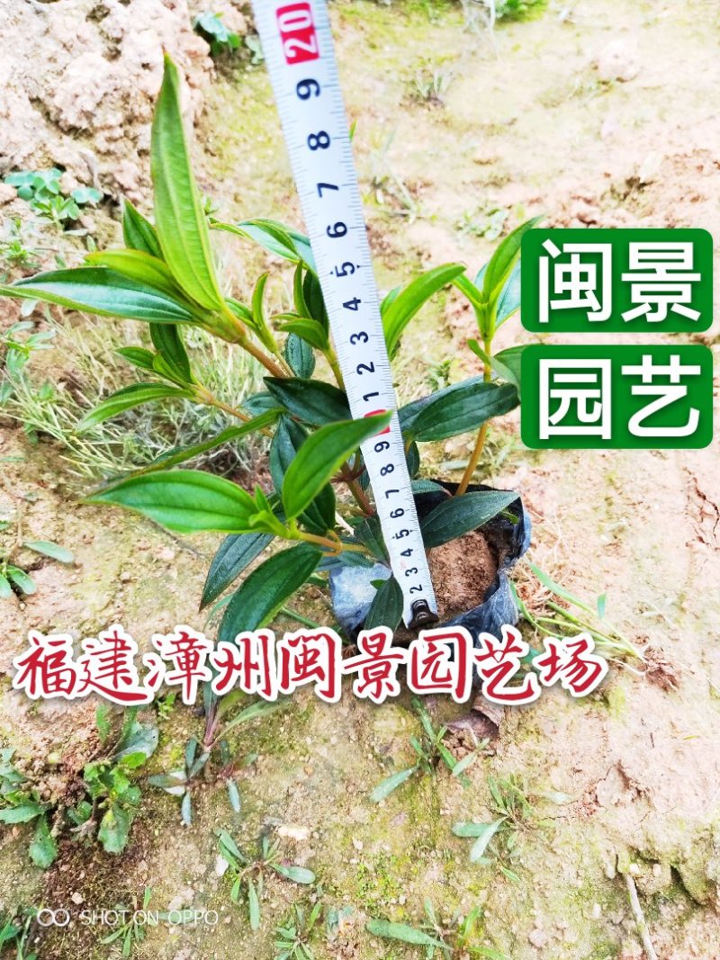 野牡丹巴西野牡丹高20五斤袋福建苗木基地批发