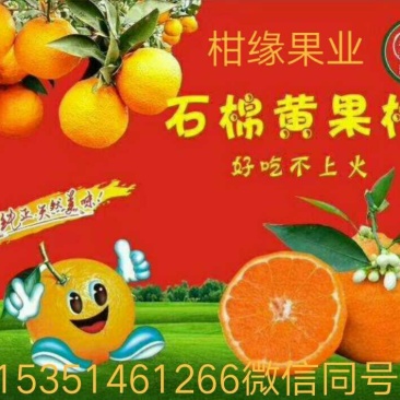 黄果柑