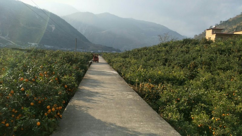 黄果柑