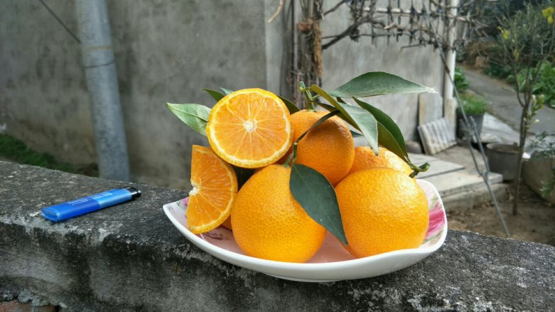 黄果柑