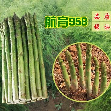 北京芦笋种子航育958笋茎粗壮，抽茎多品质好