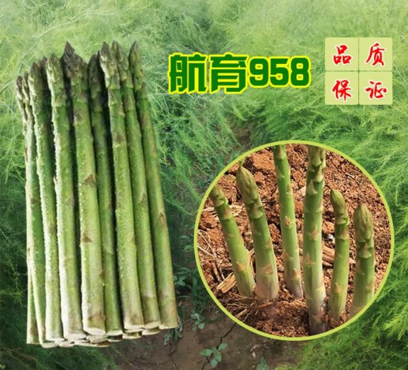 北京芦笋种子航育958笋茎粗壮，抽茎多品质好