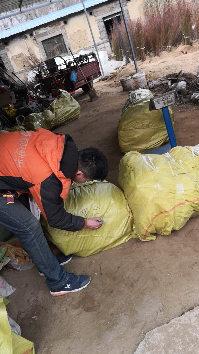 矮化樱桃树苗俄罗斯8号矮化砧樱桃苗，基地批发，提供技术