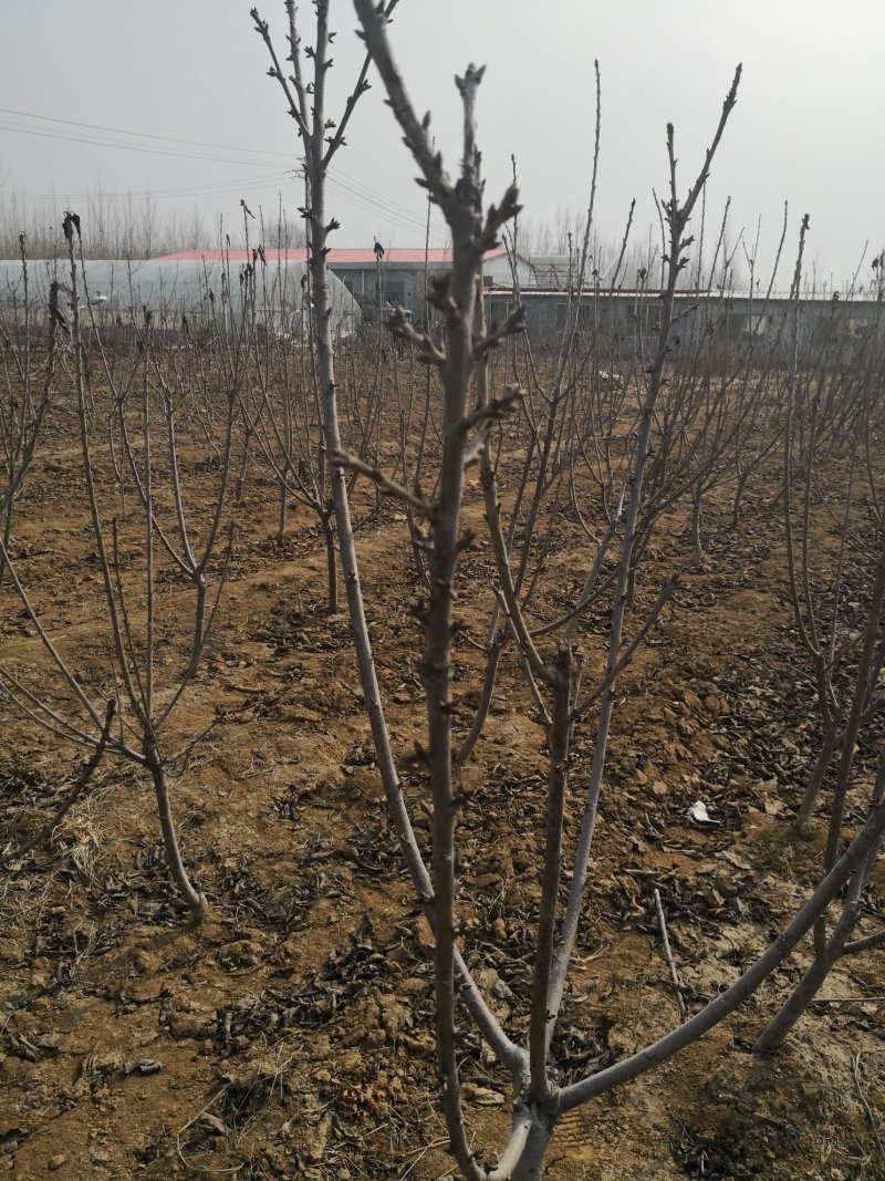 矮化樱桃树苗俄罗斯8号矮化砧樱桃苗，基地批发，提供技术
