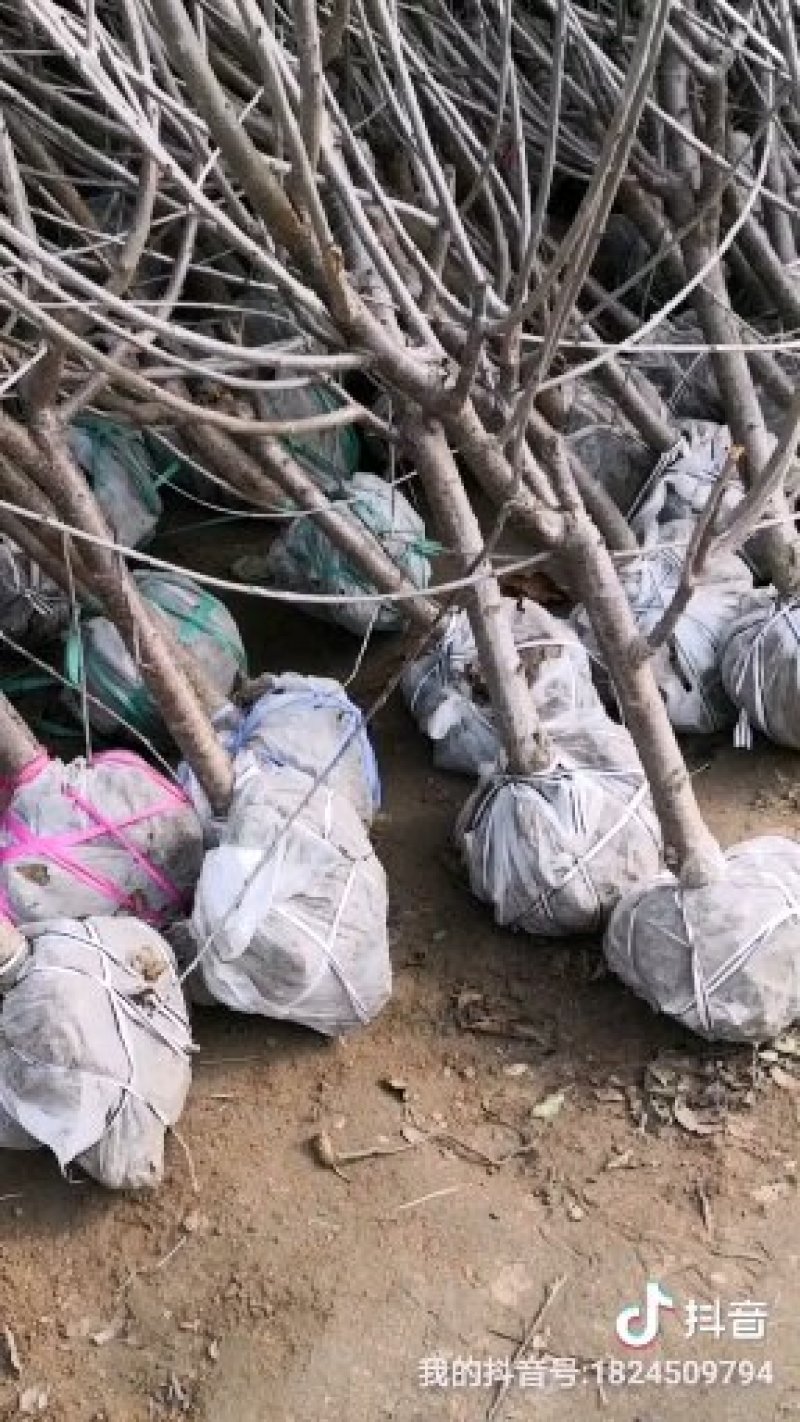 矮化樱桃树苗俄罗斯8号矮化砧樱桃苗，基地批发，提供技术