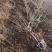 矮化樱桃树苗俄罗斯8号矮化砧樱桃苗，基地批发，提供技术