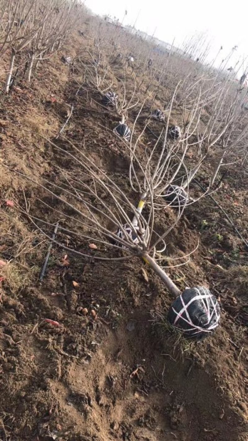 矮化樱桃树苗俄罗斯8号矮化砧樱桃苗，基地批发，提供技术