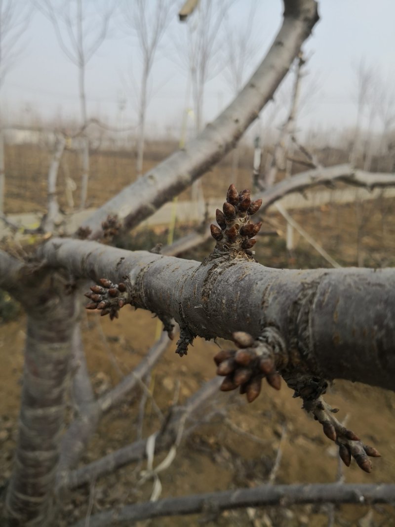 矮化樱桃树苗俄罗斯8号矮化砧樱桃苗，基地批发，提供技术