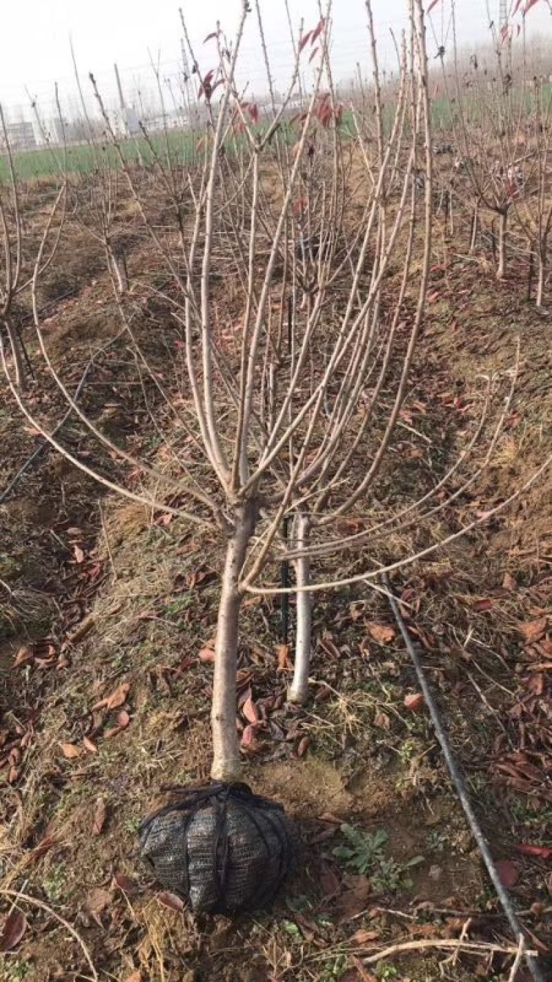 矮化樱桃树苗俄罗斯8号矮化砧樱桃苗，基地批发，提供技术