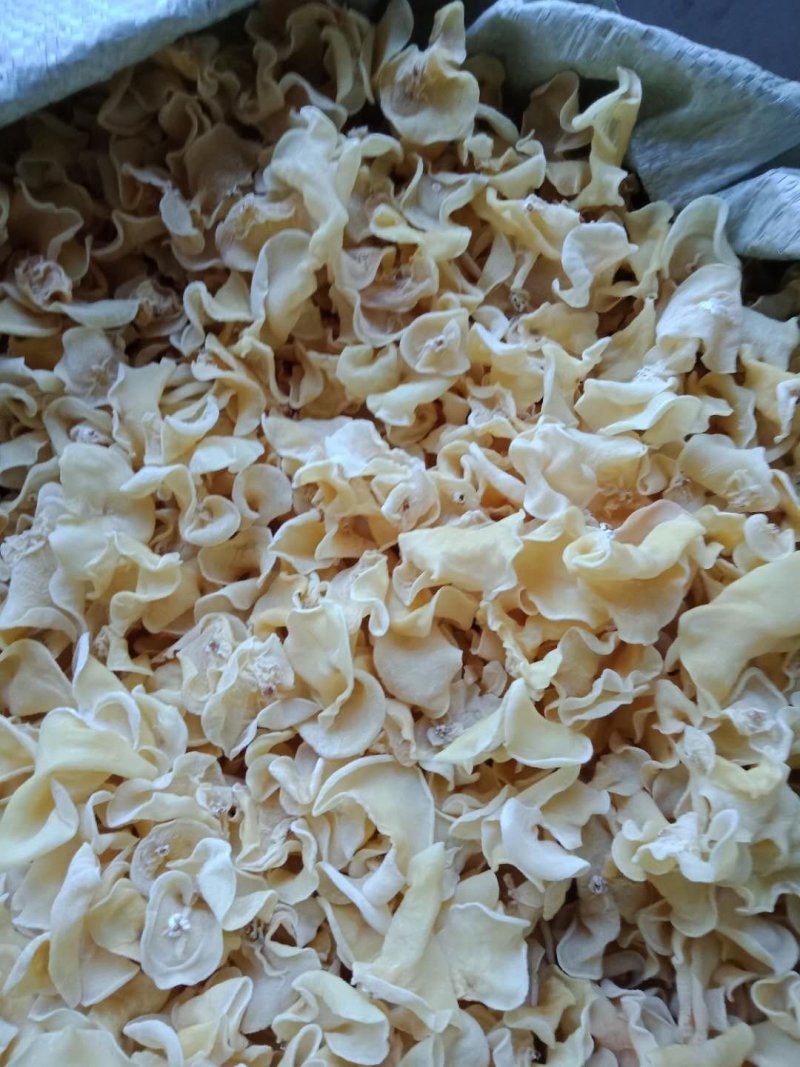 白玉菇白玉木耳一级，五斤包邮，口感好，营养丰富，