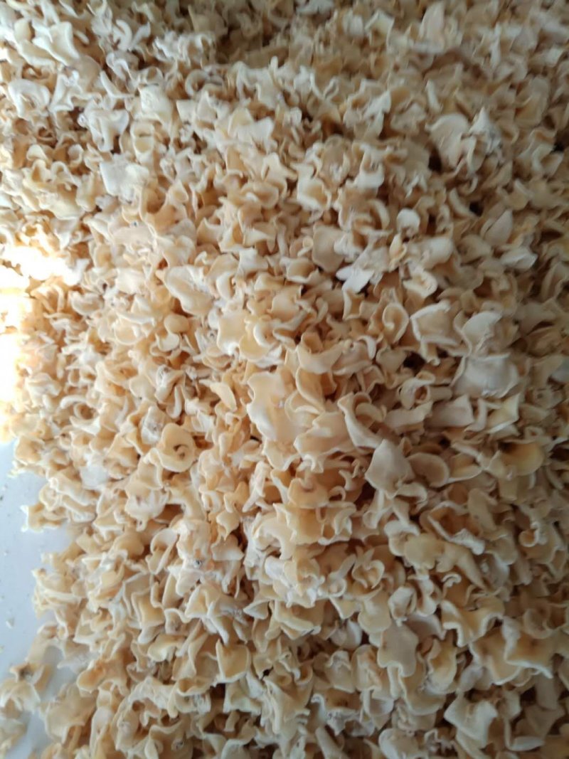 白玉菇白玉木耳一级，五斤包邮，口感好，营养丰富，