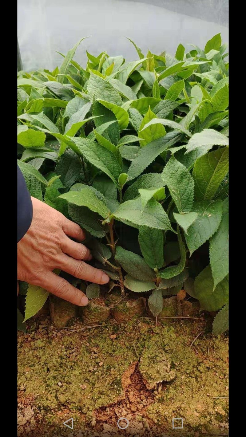 五指毛桃苗