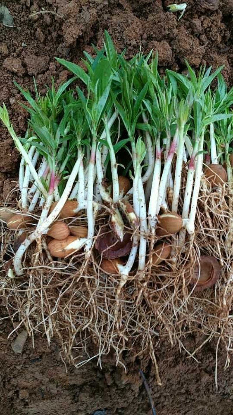 毛桃苗山桃苗毛桃芽苗嫁接桃李砧木毛桃实生苗