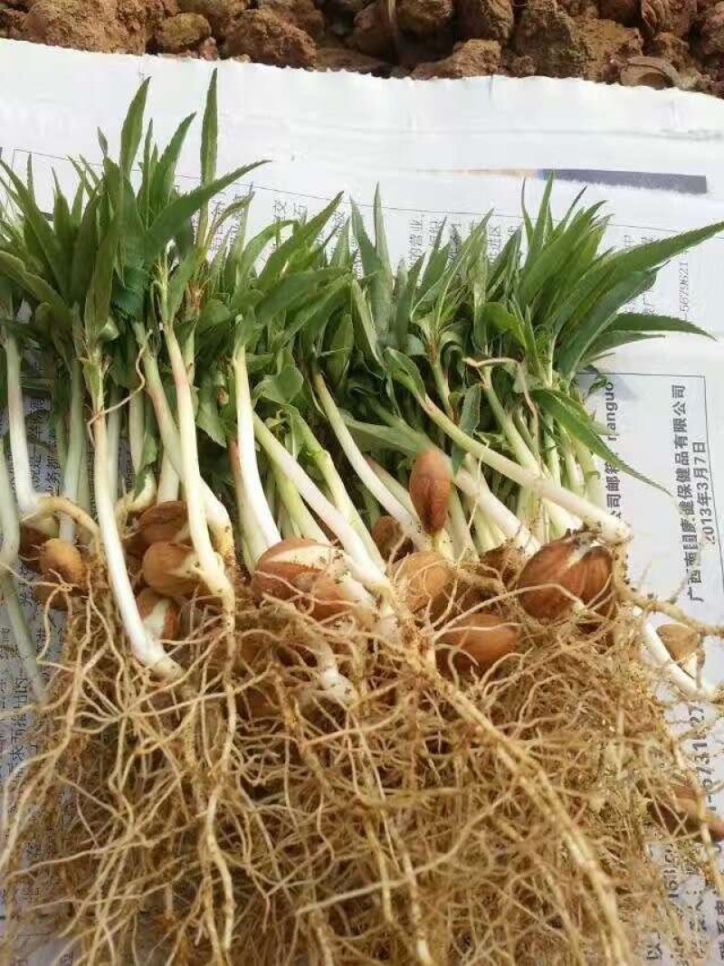 毛桃苗山桃苗毛桃芽苗嫁接桃李砧木毛桃实生苗