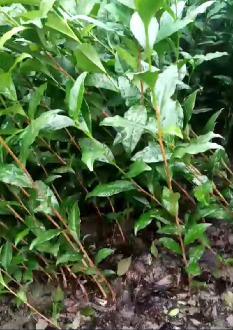 福云六号茶苗