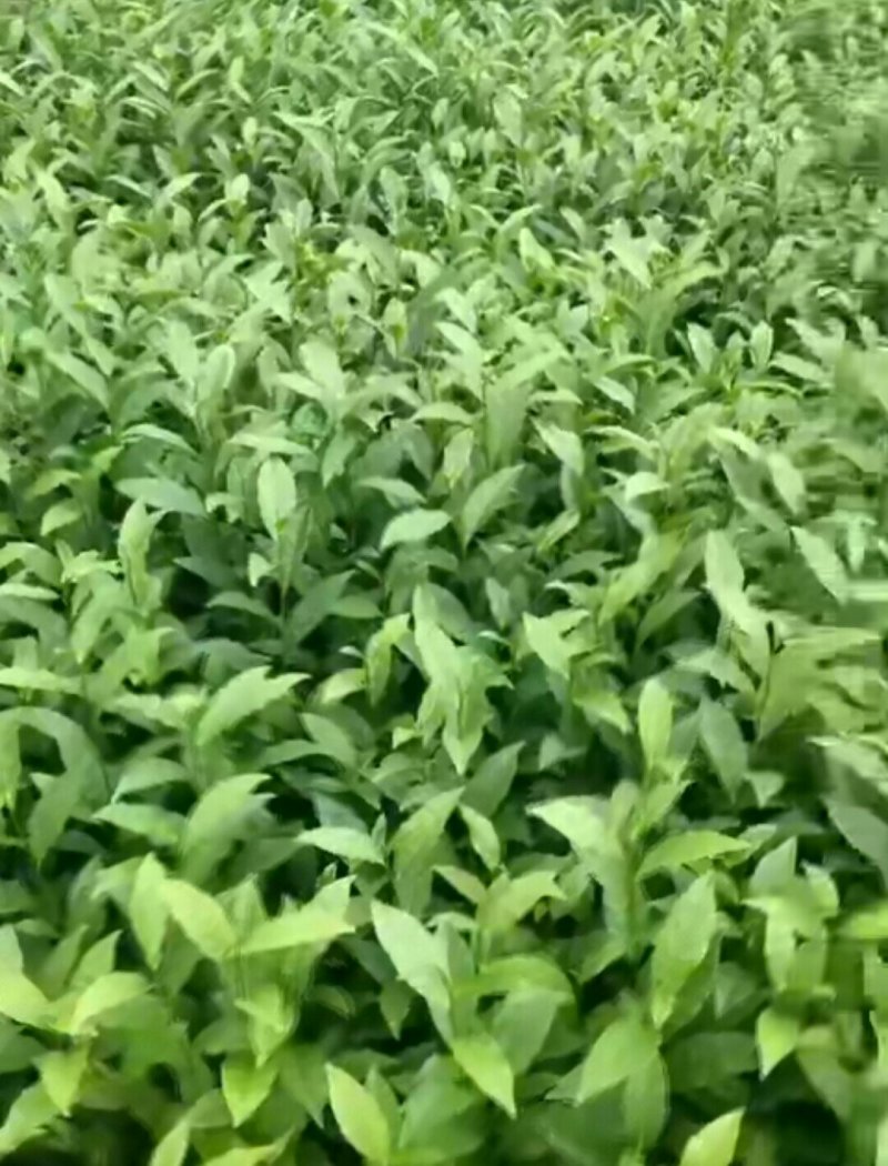 福云六号茶苗
