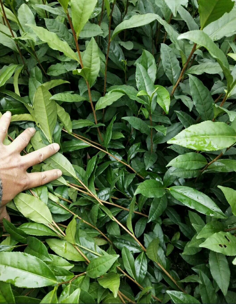 福云六号茶苗