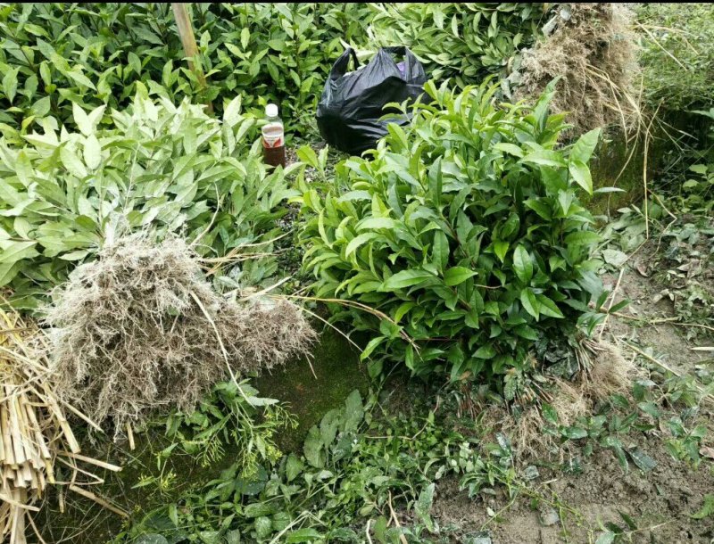 福云六号茶苗