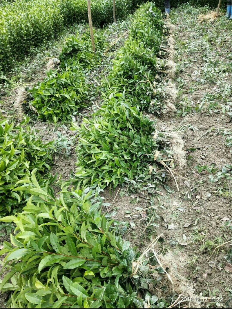 福云六号茶苗