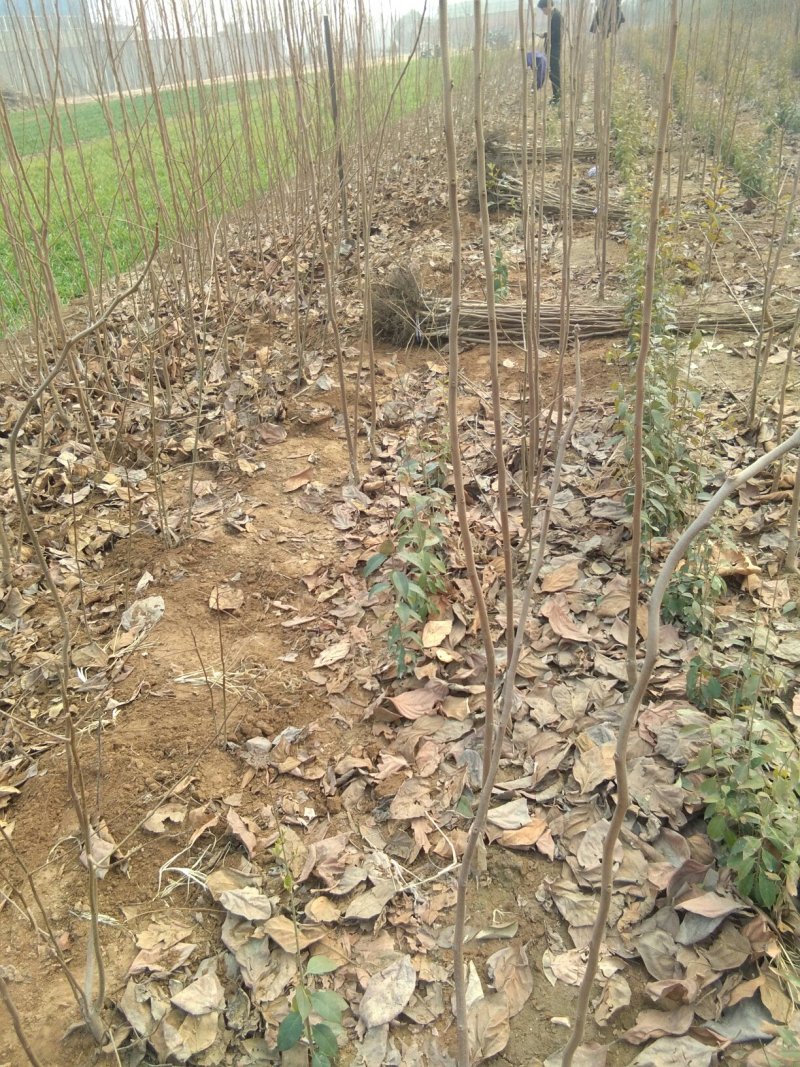 1.5分柿树出圃