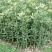 桂花苗30～50公分高，品质好，价格低。量大价格优惠。
