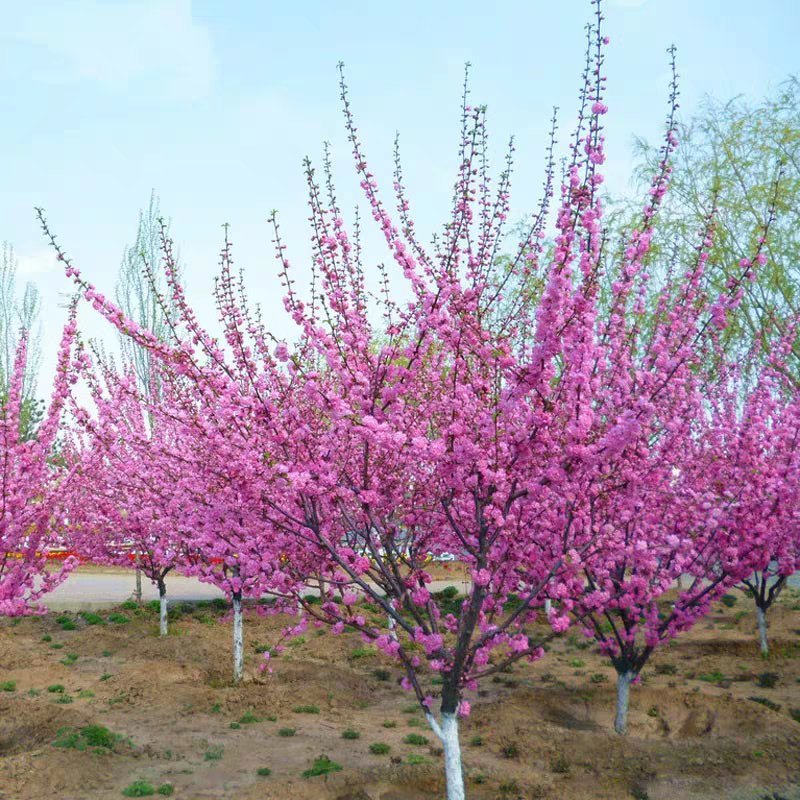 榆叶梅，梅花，珍珠梅，绿化苗木基地直销
