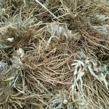 黄花菜苗