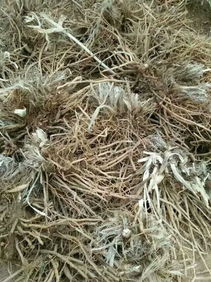 黄花菜苗
